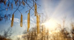 Harte Zeiten für Menschen mit Pollenallergie