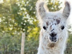 Lama Estela von Lamasté (© Lamasté)
