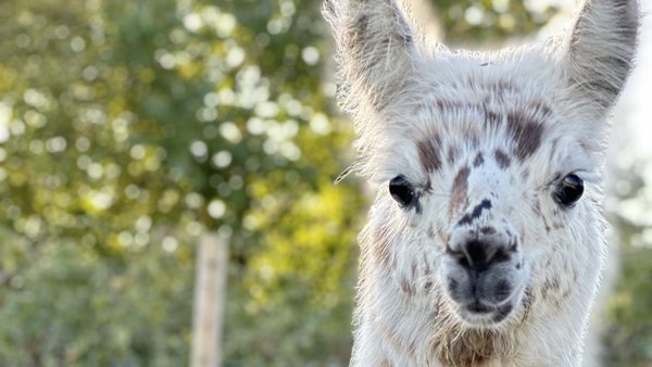 Achtsamkeit, Natur und Bewegung als Therapie 