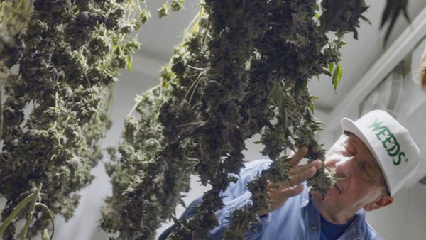 Die Cannabis-Bilanz
