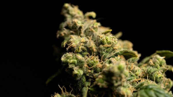 Mit Cannabis gegen  PTBS-Albträume